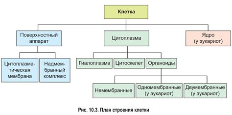 Основные компоненты и структура АКНП
