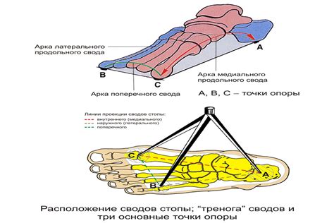 Основные погрешности при определении размера стопы и способы их предотвращения