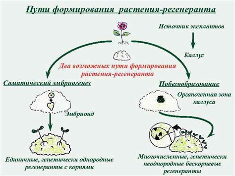 Основные принципы формирования растения