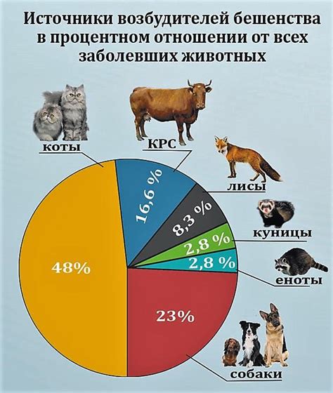 Основные способы передачи вируса бешенства от домашних и диких животных человеку