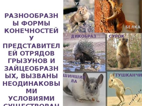 Особенности анатомии глазных органов у представителей грызунов