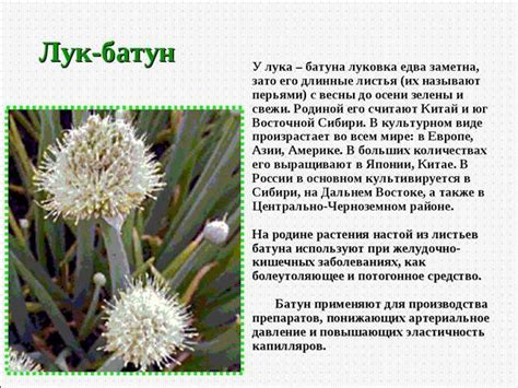 Особенности выращивания батуна апрельского в холодное время года