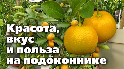Особенности использования цитрусовых для придания особого вкуса