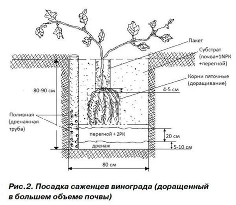 Особенности оптимальной продолжительности и момента процесса обезвоживания винограда