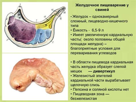 Особенности паразитов у свиней