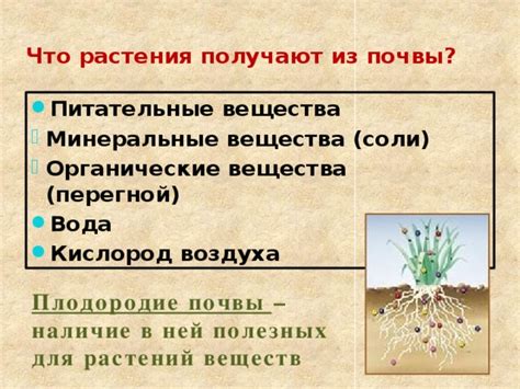 Особенности почвы: как обеспечить питательные вещества для молодил