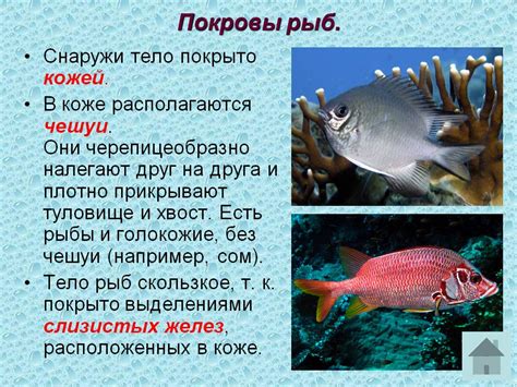 Особенности при мариновании рыбы без нарушенного покрова