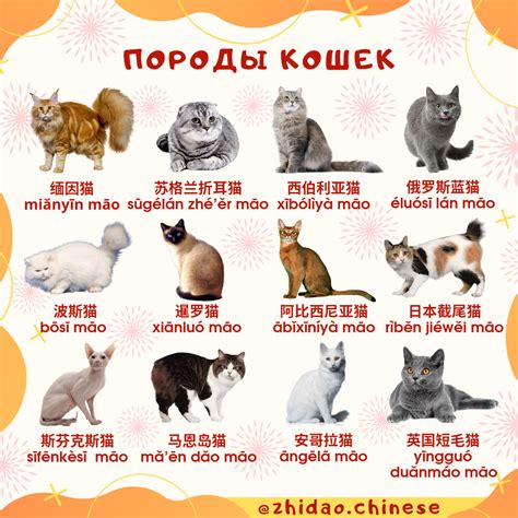 Особенности уникального типа ушей у пород кошек