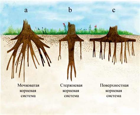 Осуществление рубки деревьев и удаление корневой системы