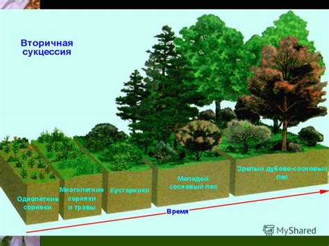 Осobенности фазы энергопитания у разных видов организмов