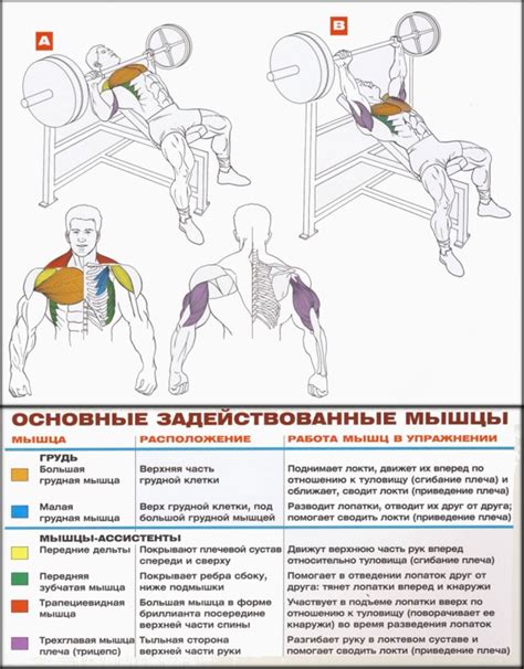 Отжимания на скамье с наклоном для тренировки верхней части корсета