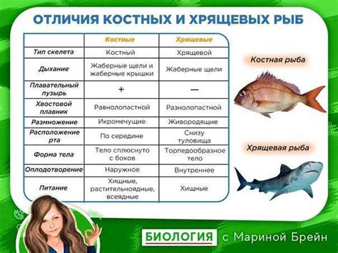 Отличительные черты легких пельменей по сравнению с традиционными