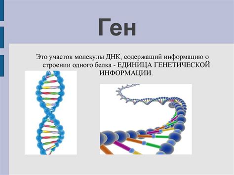 Передача генетической информации: ключевой процесс в организмах