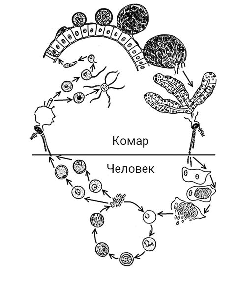 Поведенческие особенности энергетического паразита