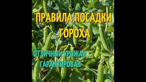 Подготовка ботвы от гороха: необходимость сушки