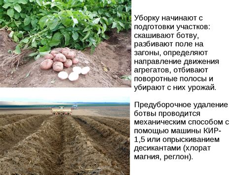 Подготовка закваски перед хранением