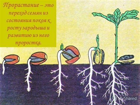 Подготовка и выбор подходящего отростка для успешного прорастания в агрегате из вермикулита