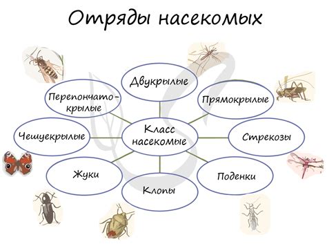 Подготовка к извлечению насекомых из стен домашней конструкции