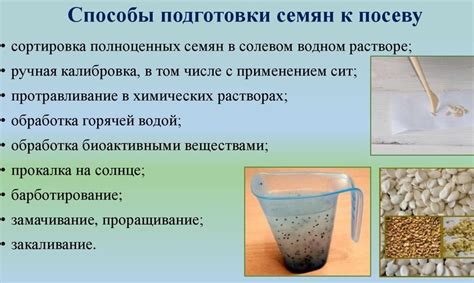 Подготовка семян саливии в целях приготовления пикантной драгоценной субстанции