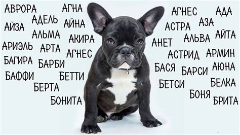 Подходящие имена для собак различных размеров и пород