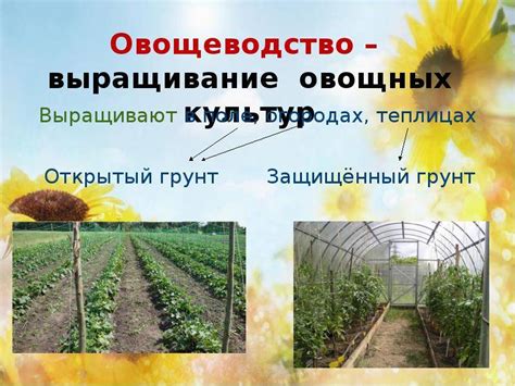 Полезные рекомендации для выбора растений после этого праздника