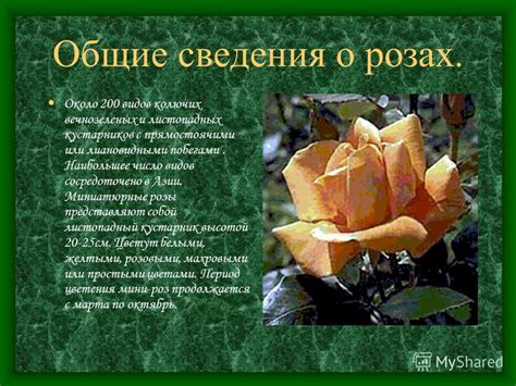 Полив и влажность