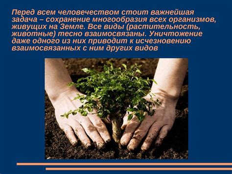 Положительное влияние использования холодной воды при размещении роз
