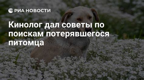 Польза использования социальных сетей при разыскании потерявшегося питомца