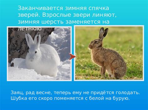 Понятие "зимняя спячка" и его применимость к сухопутным улиткам