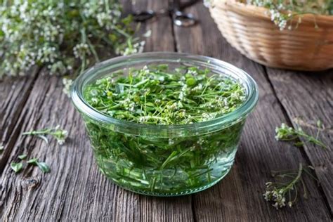 Порядок создания пастушьей палки и ее применение