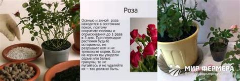 Постоянное наблюдение и уход за розой для поддержания активного развития побегов