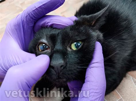 Потенциальная угроза осложнений со зрением у кошки