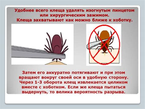 Правила безопасного удаления клеща и последующие действия