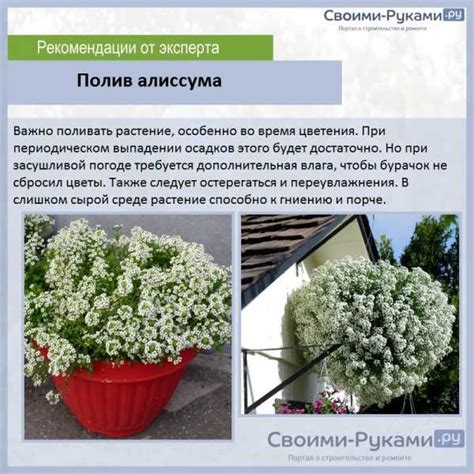Правила посадки алиссума и его размножение