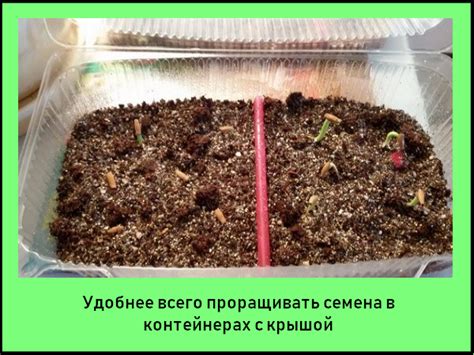 Правильная посадка семян кокоса в контейнере