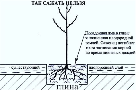 Правильное посадка молодого яблоневого растения