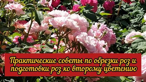 Практические рекомендации по увлажнению, питанию и обрезке гибких роз