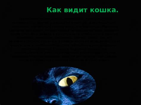 Преимущества и недостатки использования фонарика для освещения глаз кошки