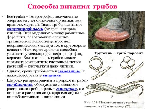 Преимущества и недостатки погружения грибов в жидкость на период ночи