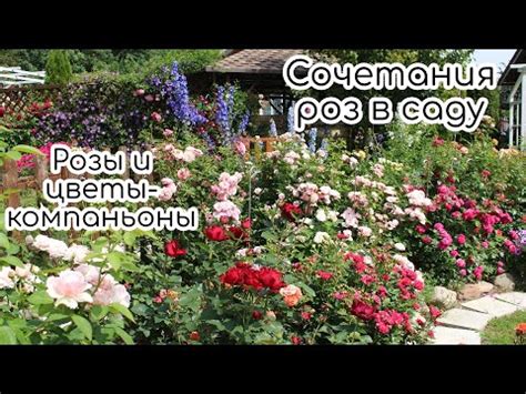 Преимущества сочетания роз и груш в саду
