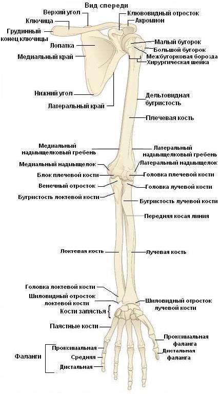 Принципы определения показателей воздействия на ограниченную функциональность верхней конечности