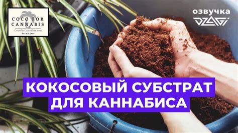 Приобретение и подготовка зрелого кокоса для использования в качестве семян