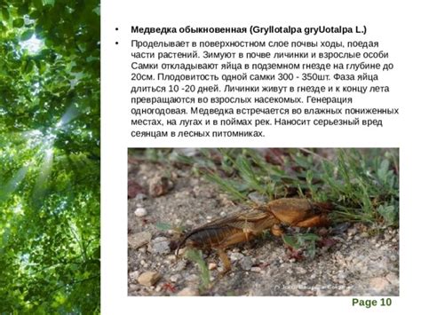 Причины интенсивного развития грибов во влажных лесных условиях