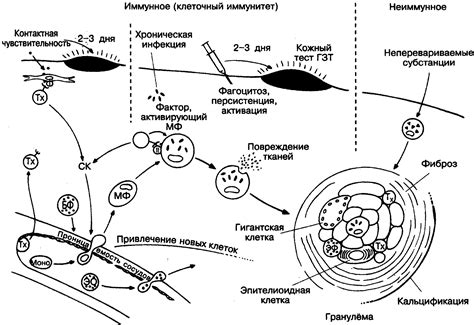 Причины незавершенного фагоцитоза флоры