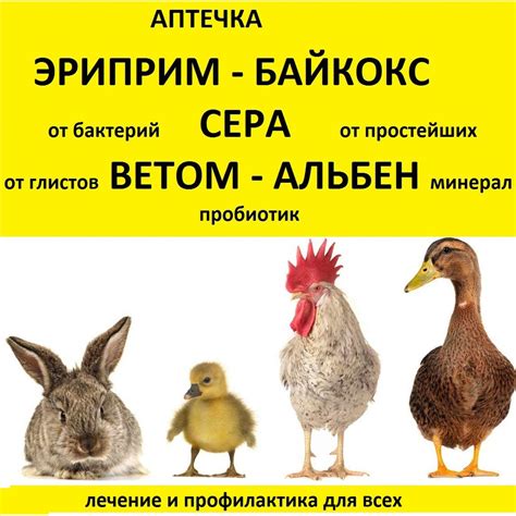 Причины необходимости очистки организма свиней от паразитов