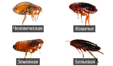 Причины рецидива опасного явления устранения блох с использованием специальных препаратов: