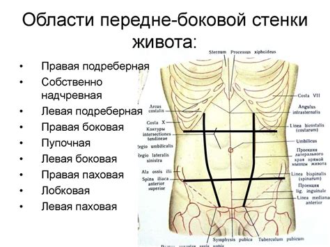 Причины формирования округлостей в области живота и боков у представительниц прекрасного пола