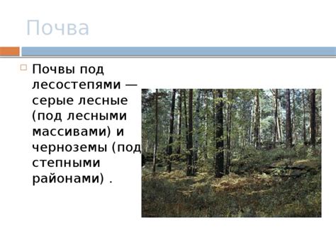 Проблематика и перспективы управления лесными массивами в качестве муниципальной собственности