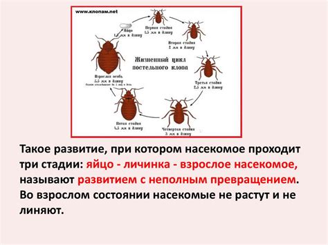 Проблема повторного появления блошиных насекомых: причины и способы предотвращения