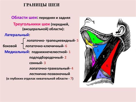 Происхождение и природа необычного кольца на области шеи